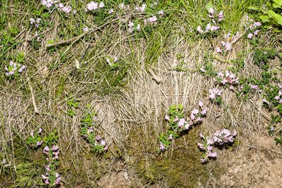 Chamaecytisus purpureus, photographed by Drepanostoma