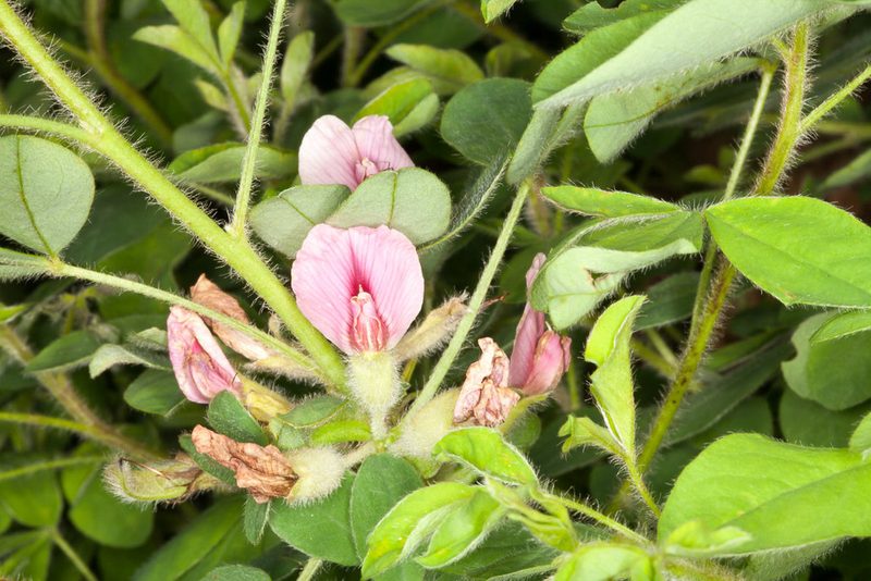 Chamaecytisus proteus, photographed by Drepanostoma