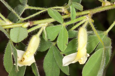 Chamaecytisus proteus, photographed by Drepanostoma