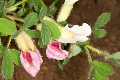 Chamaecytisus proteus, photographed by Drepanostoma