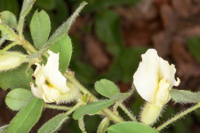 Chamaecytisus proteus, photographed by Drepanostoma