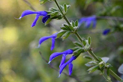 Salvia mexicana, photographed by adel-fridus