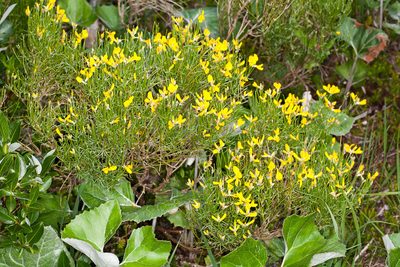 Genista radiata, photographed by Drepanostoma