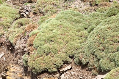 Echinospartum horridum, photographed by Drepanostoma