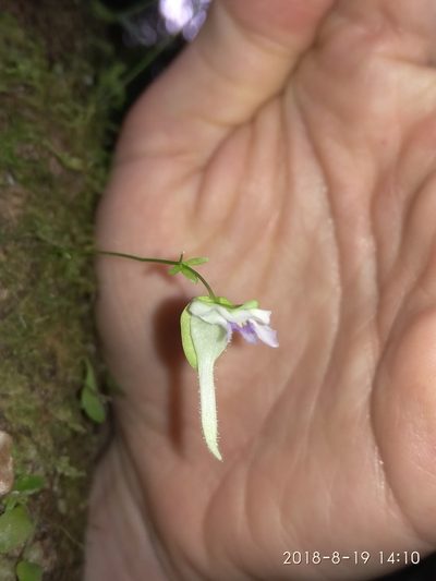 Utricularia jamesoniana, photographed by Seth Musker