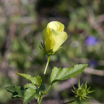 Hibiscus ribifolius, photographed by Bill Levine