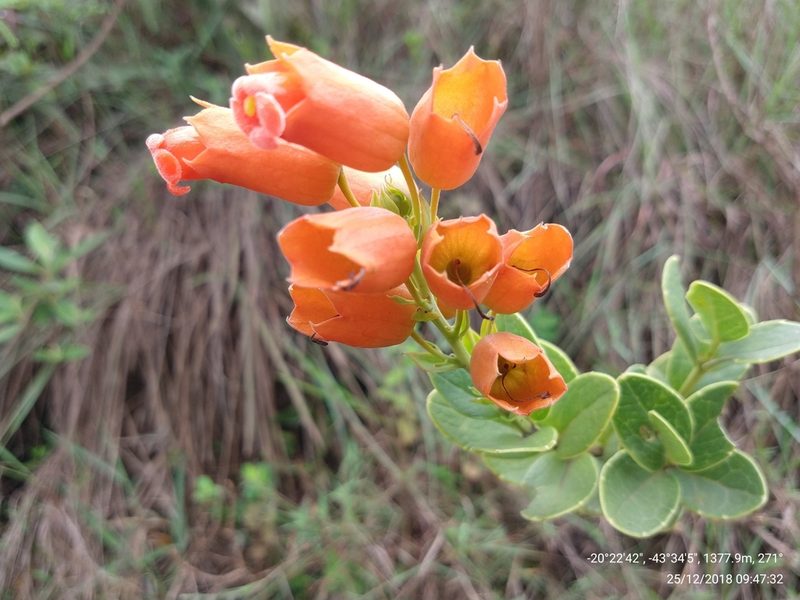 Physocalyx major, photographed by Ronald Péret