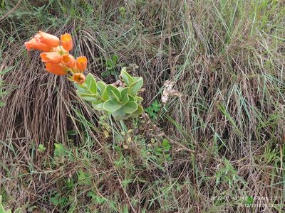 Physocalyx major, photographed by Ronald Péret