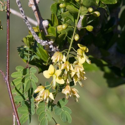 Erythrostemon pannosus, photographed by Bill Levine