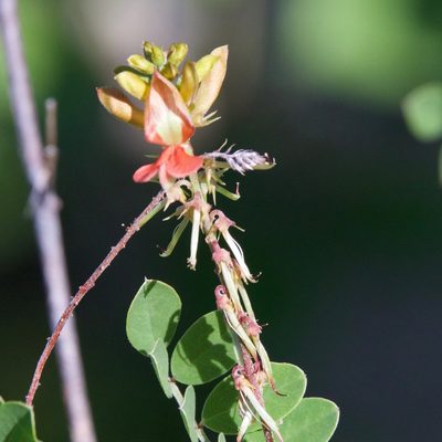 Indigofera fruticosa, photographed by Bill Levine