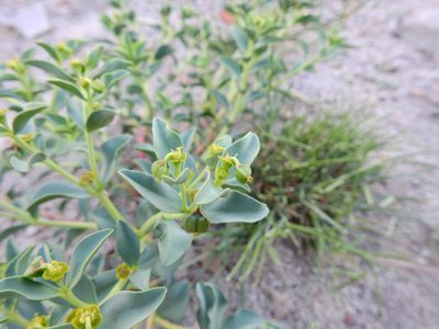 Euphorbia collina, photographed by Guillermo Debandi