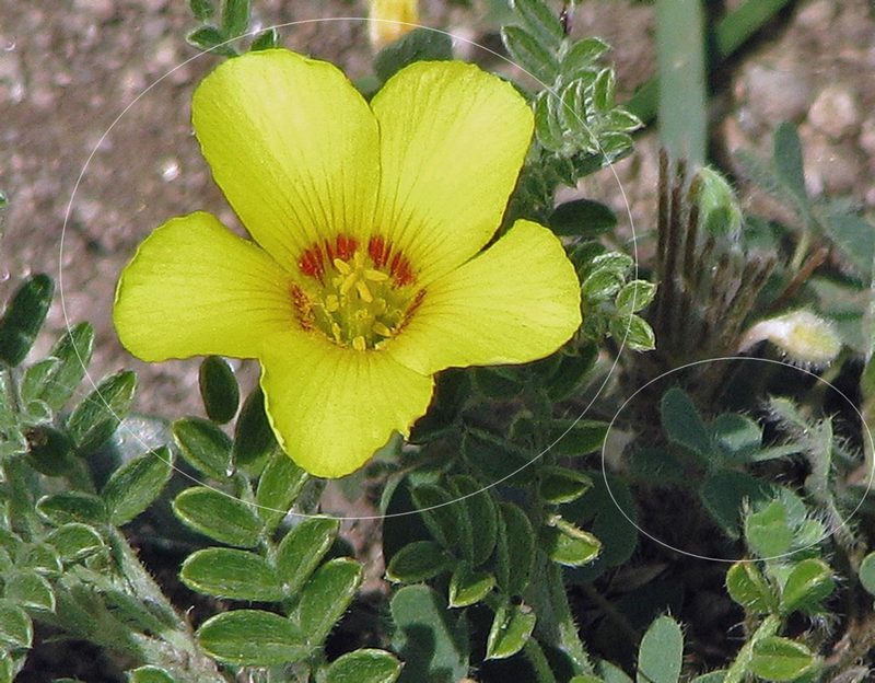 Oxalis famatinae, photographed by Hugo Hulsberg