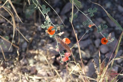 Sphaeralcea laxa, photographed by Eliseo D Moreno