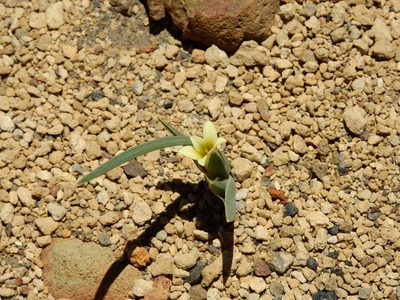 Olsynium obscurum, photographed by Guillermo Debandi