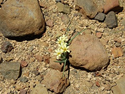 Olsynium obscurum, photographed by Guillermo Debandi