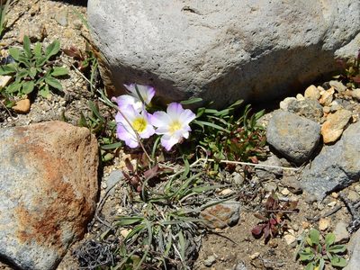 Calandrinia affinis, photographed by Guillermo Debandi