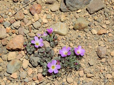 Oxalis adenophylla, photographed by Guillermo Debandi