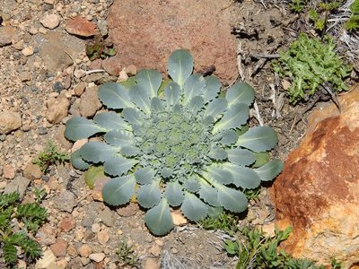 Gamocarpha scapigera, photographed by Guillermo Debandi