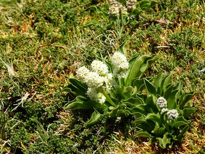 Valeriana macrorhiza, photographed by Guillermo Debandi