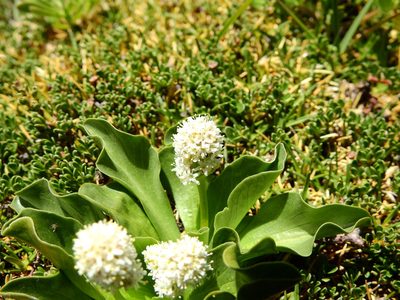 Valeriana macrorhiza, photographed by Guillermo Debandi