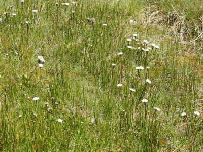 Erigeron patagonicus, photographed by Guillermo Debandi