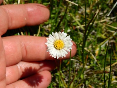Erigeron patagonicus, photographed by Guillermo Debandi