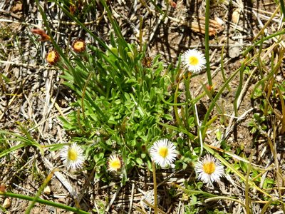 Erigeron patagonicus, photographed by Guillermo Debandi