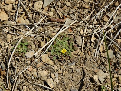 Oxalis compacta, photographed by Guillermo Debandi