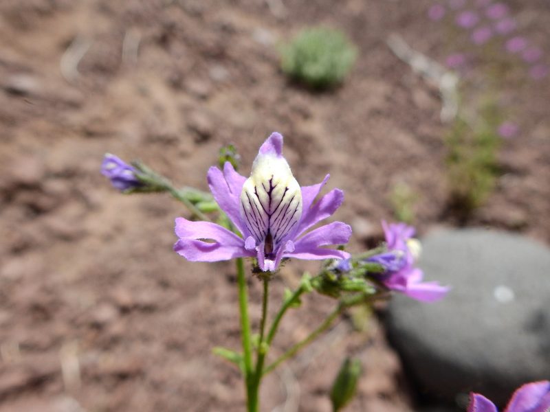 Schizanthus grahamii, photographed by Guillermo Debandi