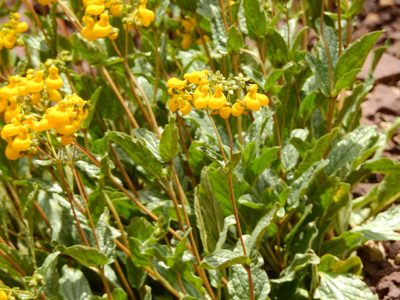 Calceolaria germainii, photographed by Guillermo Debandi