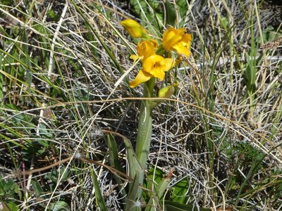 Chloraea alpina, photographed by Philipp Pavelka