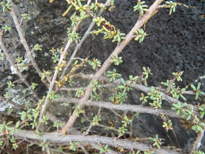 Euphorbia viminea, photographed by Leonel Roget