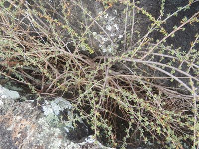 Euphorbia viminea, photographed by Leonel Roget