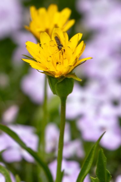 Nothocalais alpestris, photographed by Yuan Zhuang