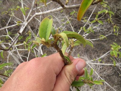 Croton scouleri, photographed by Leonel Roget