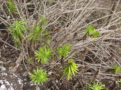 Erigeron tenuifolius, photographed by Leonel Roget
