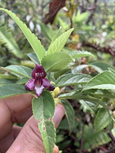 Stenogyne purpurea, photographed by Scott Loarie