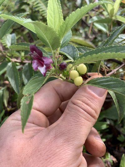 Stenogyne purpurea, photographed by Scott Loarie