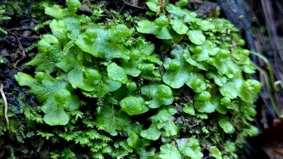 Cryptomitrium tenerum, photographed by Ken-ichi Ueda