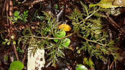 Sceptridium biforme, photographed by naturewatchwidow