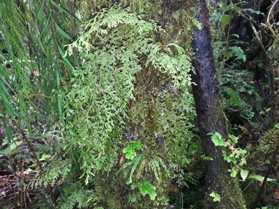 Hymenophyllum pulcherrimum, photographed by Leon Perrie