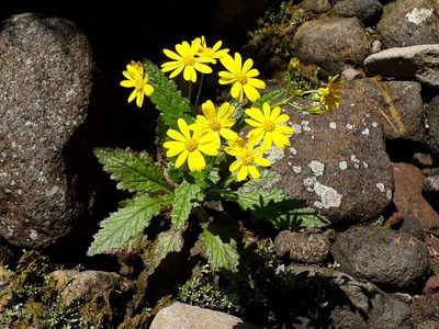 Senecio rufiglandulosus, photographed by Leon Perrie