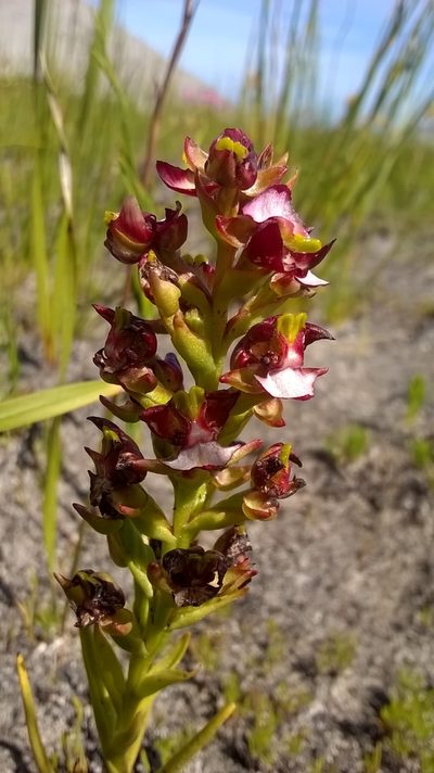 Evotella rubiginosa, photographed by Seth Musker
