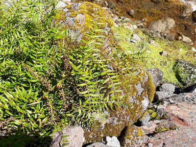 Coriaria pteridoides, photographed by Leon Perrie