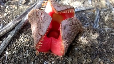 Hydnora africana, photographed by Seth Musker