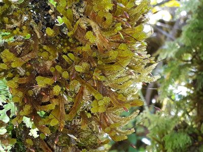 Cladomnion ericoides, photographed by Leon Perrie