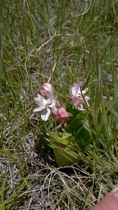 Asclepias humilis, photographed by Seth Musker