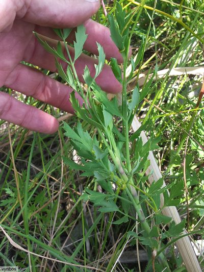 Notobubon galbaniopse, photographed by Chris Vynbos