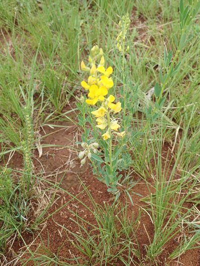 Crotalaria globifera, photographed by Peter Warren