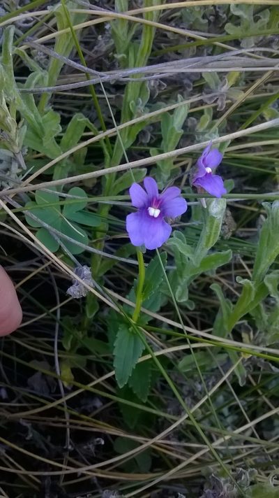 Nemesia caerulea, photographed by Seth Musker